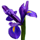 Horoscopul floral - iris