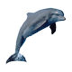 Zodiacul indian - delfin