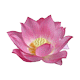 Zodiacul indian - lotus