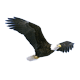 Zodiacul indian - vultur